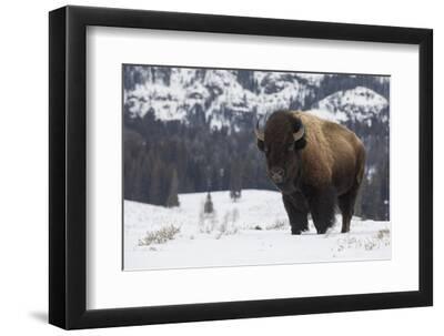 Bison winter bull. - Black Framed Art Print Wall Art, 12x8