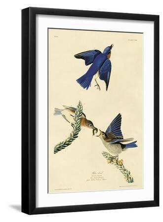 Blue-bird - Black Framed Art Print Wall Art, 12x18