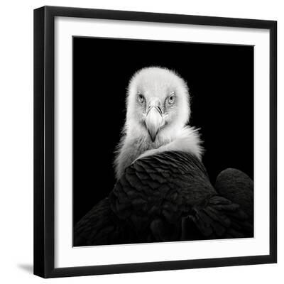 Eurasian Griffon #6 - Black Framed Art Print Wall Art, 16x16