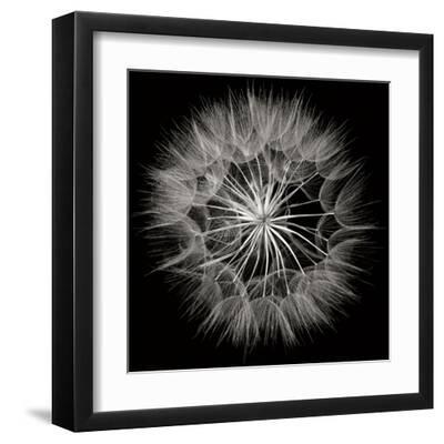 Goat's Beard 5 - Black Framed Art Print Wall Art, 12x12