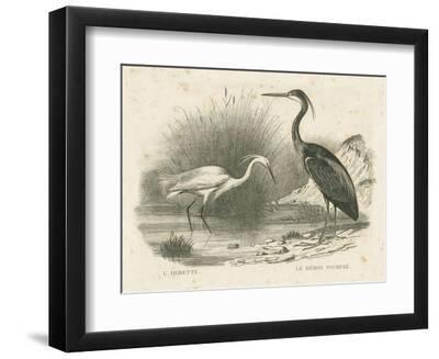 Graceful French Birds II - Black Framed Art Print Wall Art, 12x9