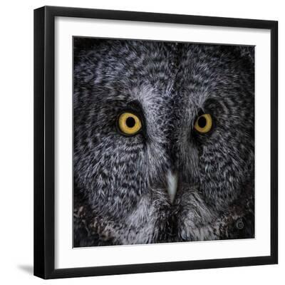Great Grey Owl - Black Framed Art Print Wall Art, 16x16