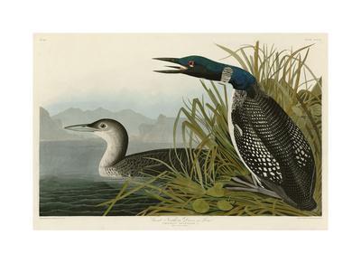Great Northern Diver or Loon - Giclee Print, 22x16