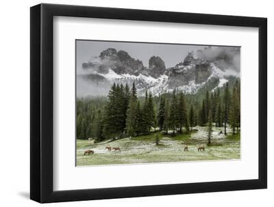 Horses Grazing in the Meadow Blanketed in Summer Snow, Dolomites, Alto Adige or South Tyrol, Italy - Black Framed Art Print Wall Art, 12x8