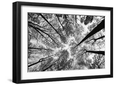 Looking Up I BW - Black Framed Art Print Wall Art, 18x12