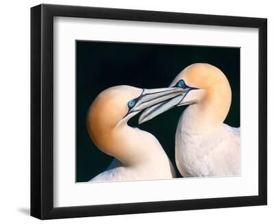 Northern Gannet Pair - Black Framed Art Print Wall Art, 12x9