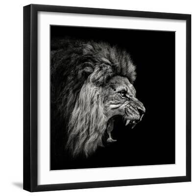 Roaring Lion #2 - Black Framed Art Print Wall Art, 16x16