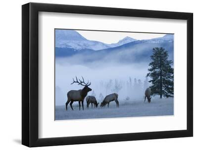Rocky Mountain Bull Elk and Cows, Frosty Morning - Black Framed Art Print Wall Art, 12x8