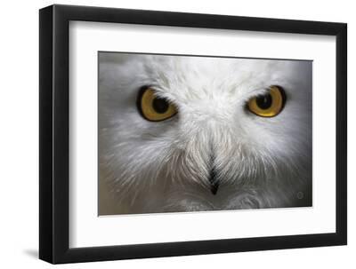 Snowy Owl Stare - Black Framed Art Print Wall Art, 12x8