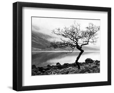 Solitary Tree on the Shore of Loch Etive, Highlands, Scotland, UK - Black Framed Art Print Wall Art, 12x9