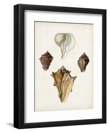 Sowerby Shells VI - Black Framed Art Print Wall Art, 9x12