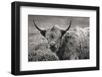 Spring Highland Cow - Black Framed Art Print Wall Art, 12x8