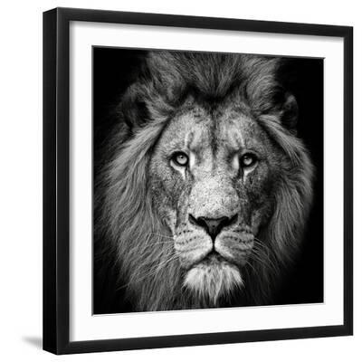 Stare Me Down #3 - Black Framed Art Print Wall Art, 16x16