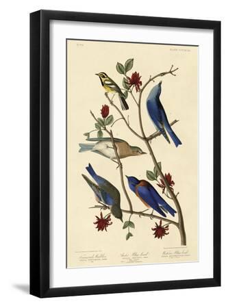 Townsend's Warbler, Arctic Blue-bird & Western Blue-bird - Black Framed Art Print Wall Art, 12x18