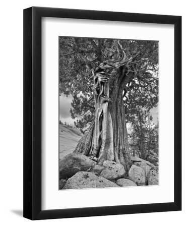 USA, California, High Sierra Juniper - Black Framed Art Print Wall Art, 9x12