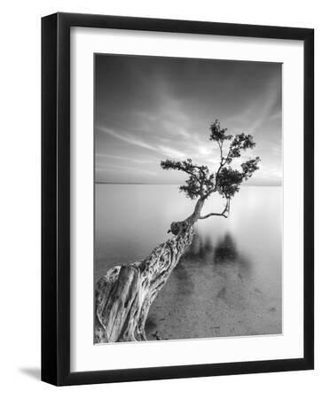 Water Tree V - Black Framed Art Print Wall Art, 12x16