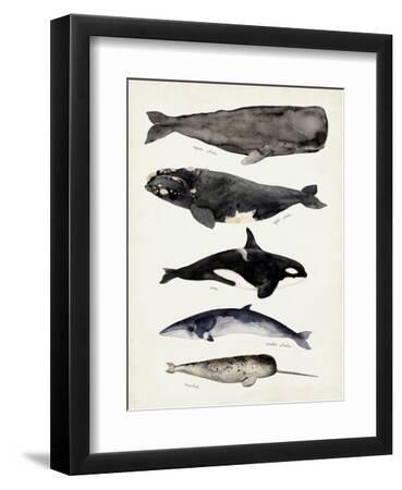Whale Chart I - Black Framed Art Print Wall Art, 9x12