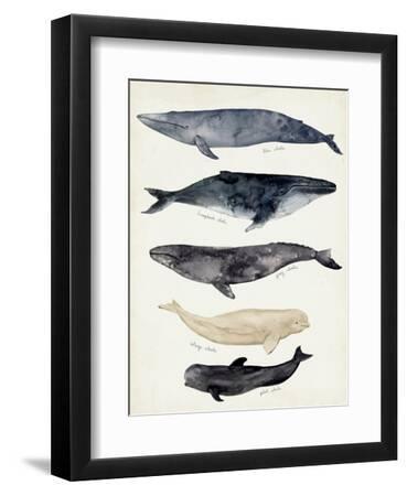 Whale Chart II - Black Framed Art Print Wall Art, 9x12