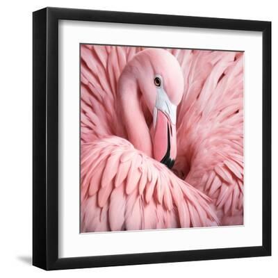 Xtravaganza - Between the Pink Feathers - Black Framed Art Print Wall Art, 12x12